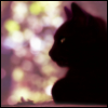 ansy_blackcat: stretch ansy_blackcat: (stretch)