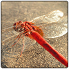 akatonbo: a red dragonfly on... concrete, maybe? (Default)