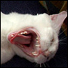 aikea_guinea: (Cats - Cordelia - Mouth)