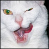 aikea_guinea: (Cats - Willow - Tongue)
