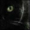 aikea_guinea: (Cats - Miss Kitty - Eye)