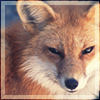 aikea_guinea: (Fox - Face)