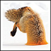 aikea_guinea: (Fox - Snow)