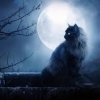 la_luno: pic# la_luno: (pic#)
