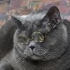 sova_spliu: (Default) (smart cat) sova_spliu: smart cat (Default)