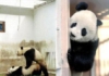 flying_bear: устал flying_bear: (устал)