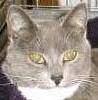 katybeth: photo of gray and white cat (Narshie)