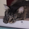 katybeth: brown tabby cat snoozing on top of CRT monitor (Jasper)