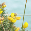 cky: A bunch of gorse at Beachlands (beachlands)