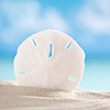 yhlee: sand dollar against a blue sky and seas (sand dollar)