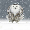peripety: (winter-owl)