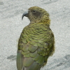 gemcode: A type of alpine parrot called a kea (Default)