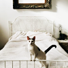 quartzwolf: A kitty on a bed (Default)