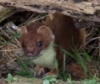 hilarita: stoat hiding under a log (Default)