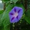 schnikeys: A light purple morning glory flower with darker purple markings on a background of deep green leaves (Default)