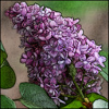 lielac: A clump of purple lilac flowers. (Default)