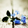 inkstone: small blue flowers resting on a wooden board (Default)