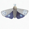 falena: illustration of a blue and grey moth against a white background (Default)