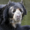 mdlbear: a rather old-looking spectacled bear (spectacled-bear)