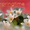 just_ann_now: white anemones on red background with caption "springtime" (Seasonal: Spring: White Anemones)