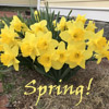 arduinna: photo of a group of yellow spring daffodils, with the word "Spring!" underneath them (spring daffodils)