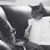 watersword: a tabby cat peering over a book at the reader (Cat: Gherkin)