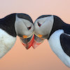 angelofthenorth: Two puffins in love (Default)