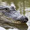 yhlee: a grinning gator (gator)