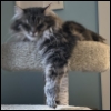 kass: Siberian cat on a cat tree with one paw dangling (Default)