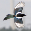 wingficex: a magpie in flight (Default)