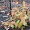 apatheia_jane: Post Gospers Mtn megafire, eucalypts resprouting from burnt ground (Default)