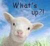 sophygurl: Lamb with cute face, with text "What's up?!" (Default)