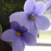 darkcedars: magungensis african violet (Default)