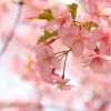 aniustaluwis: beautiful pink cherry blossoms (Default)