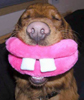 mific: Red setter with plushie smile toy (Dog smile)