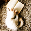 vriddy: White cat reading a book (reading cat)
