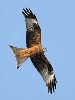 teres: A picture of a red kite flying against a blue sky. (AHMR)