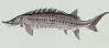 teres: A drawing of an Atlantic sturgeon. (Ormuva)