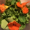 mific: (Garden salad)