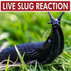 soc_puppet: A photo of a black slug in the grass seemingly turning to look at the viewer; it is captioned "Live Slug Reaction" in a way that mimics "Live Tucker Carlson Reaction" (Live Slug Reaction)