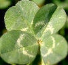 jeshyr: Four-leafed clover (Four-leaf Clover)