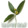 ext_2180: laurel leaf (Default)