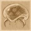 cheyinka: A Metroid from Metroid Prime, made to look like an old, faded photograph. (faded Metroid)