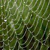 rhi: a cobweb covered with dew and one drop up at the top (web)
