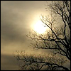 kyriacarlisle: melancholy: leafless tree & sun through grey clouds (tree)