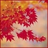 annotated_em: a branch of a Japanese maple, with bright red leaves (Default)