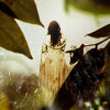 goodbyebird: Legend of the Seeker: Kahlan stands in the forest in her white Confessor's gown. (LoTS Mother Confessor)