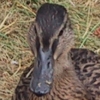 gerald_duck: (female-mallard-frontal)