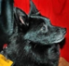 eldriwolf: Shorty at P-con, 09 (Shorty. P-con)