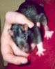 vass: a little black rat in my hand (rats)